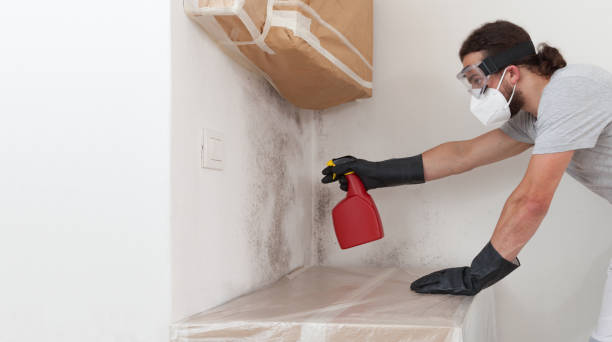 Professional Black Mold Removal technician working in North Bend, PA
