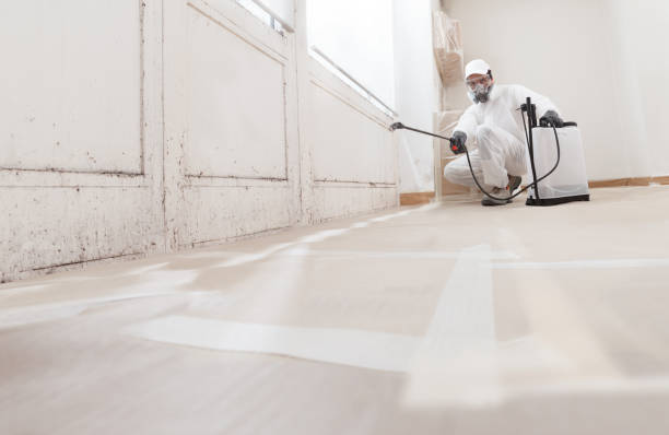 24/7 Emergency Black Mold Removal experts in North Bend, PA