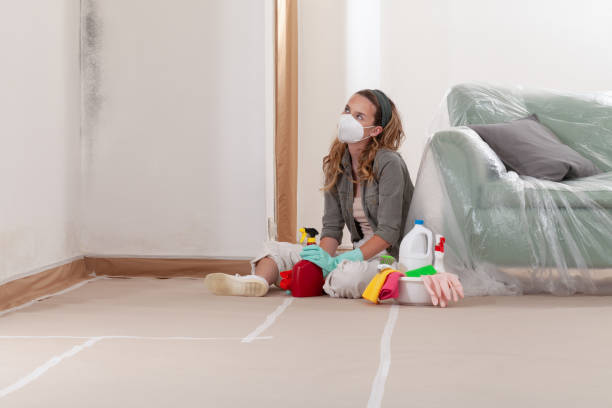 Trusted Black Mold Removal service in North Bend, PA - Cheap Mold Removal